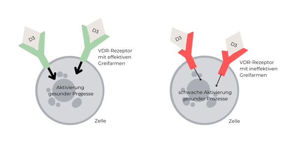 VDR Rezeptoren Grafik Zelle