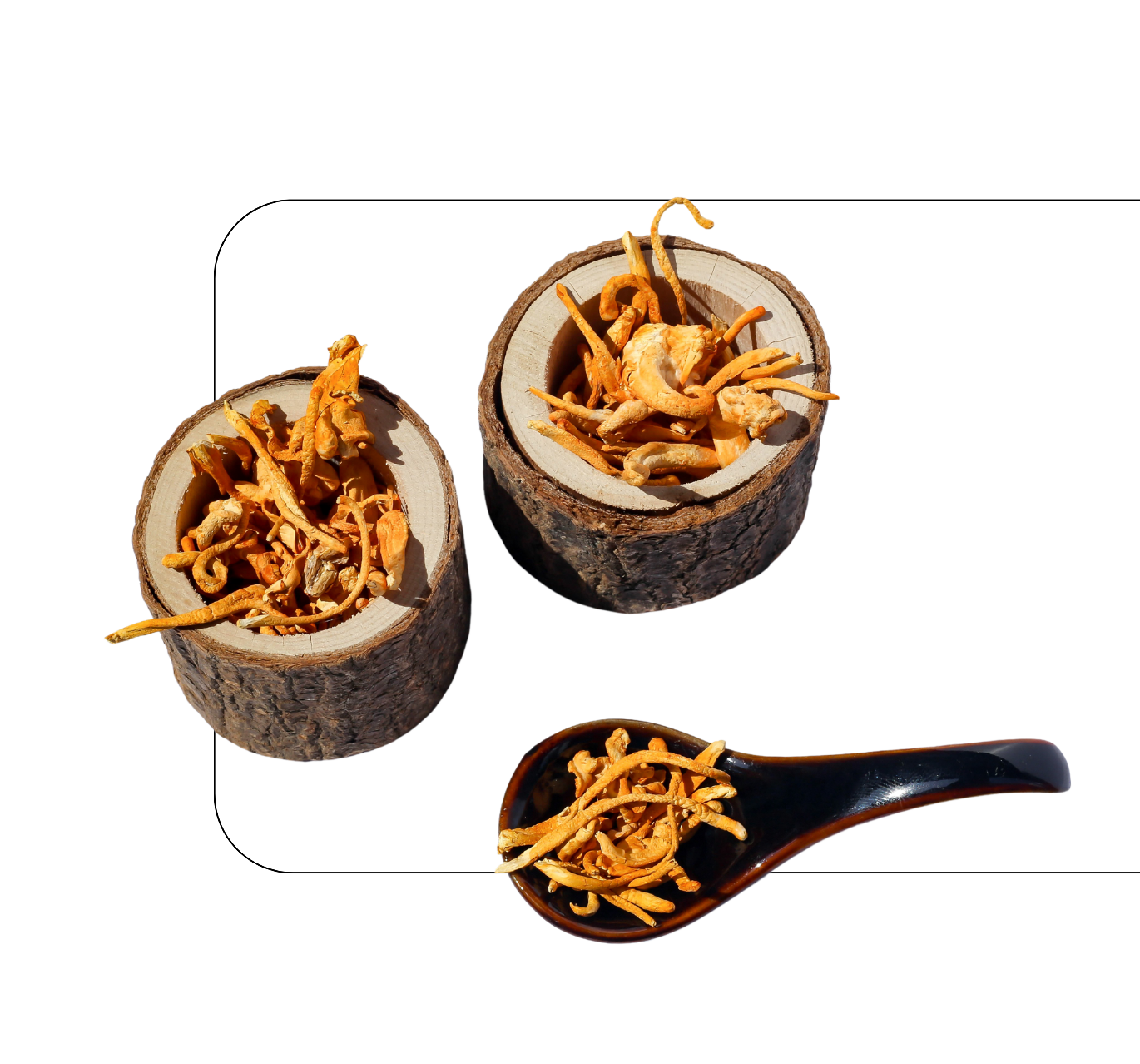 Blogpost_Kaffee-Enthusiasten_Vitalpilze_Cor