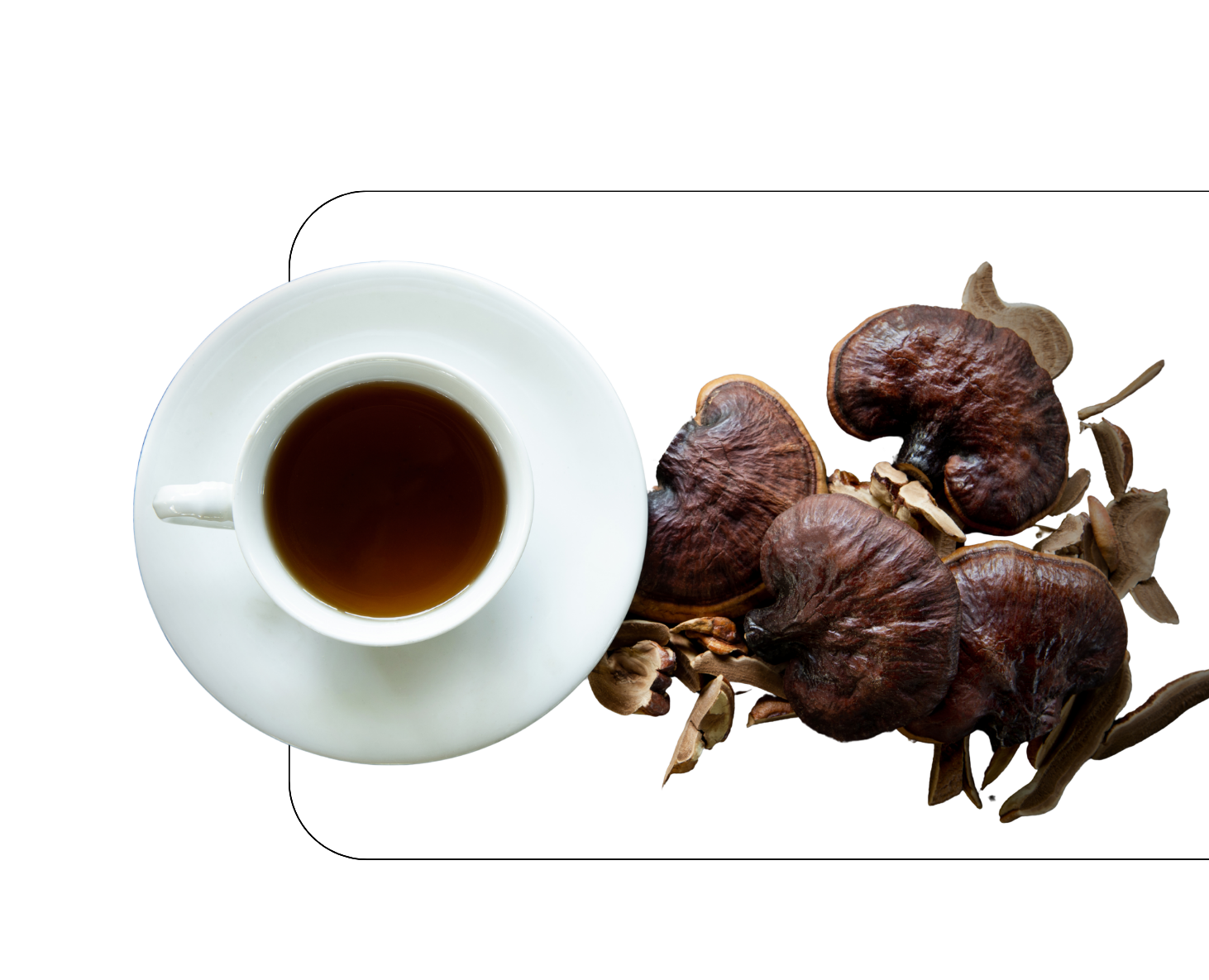 Blogpost_Kaffee-Enthusiasten_Vitalpilze_Rei